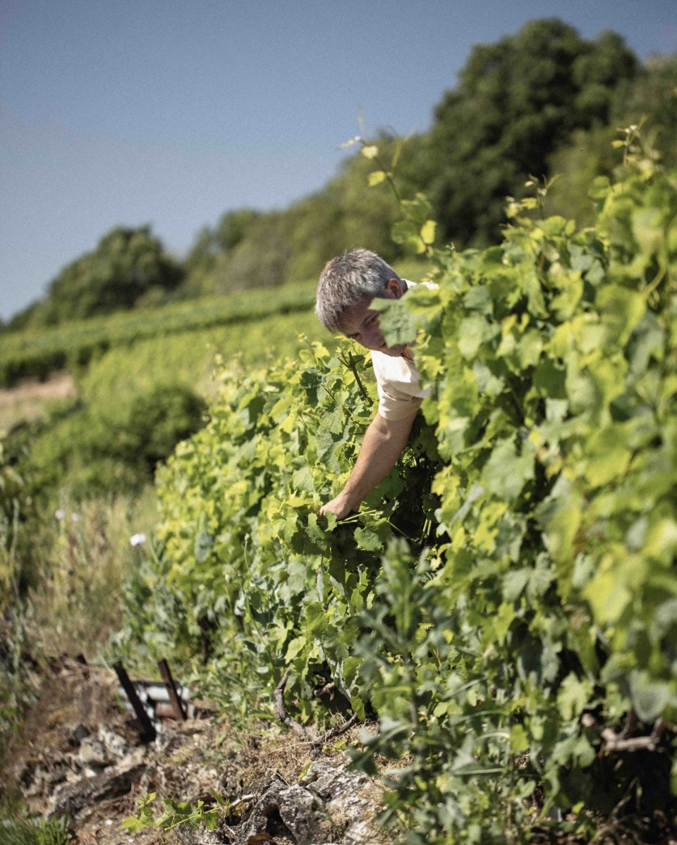 Monsieur Colin travaillant dans les vignes
