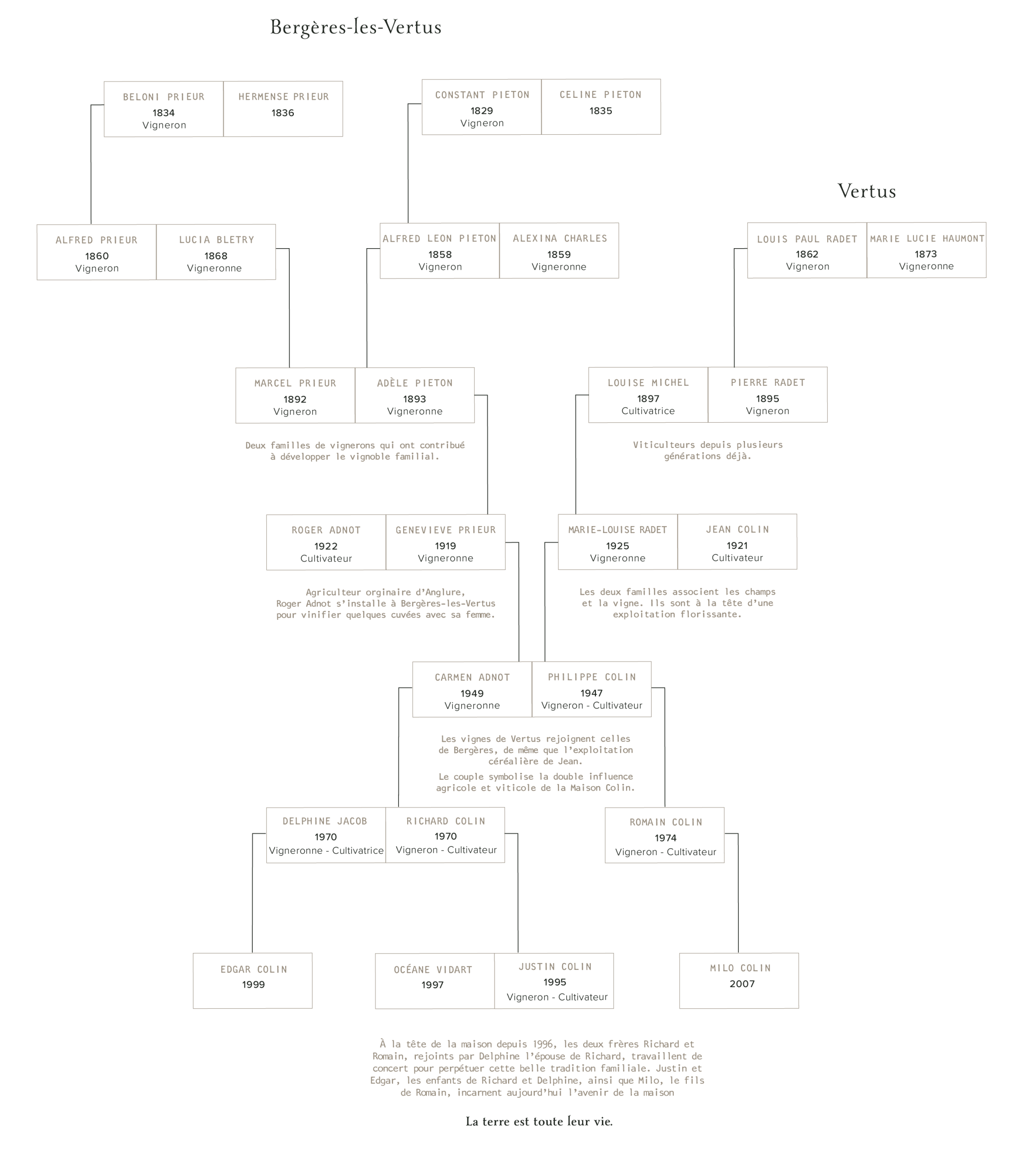 Arbre généalogique